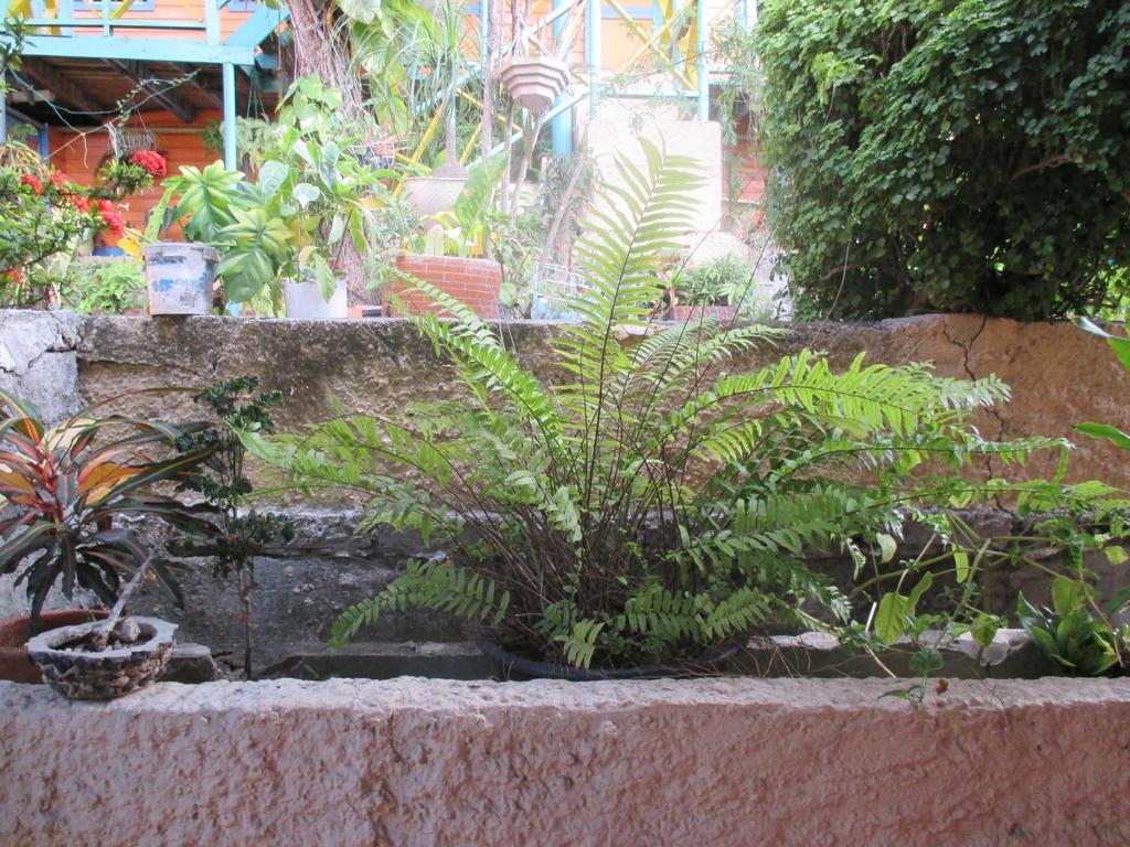 Hotel Flemming Tree Providencia Island Exterior photo